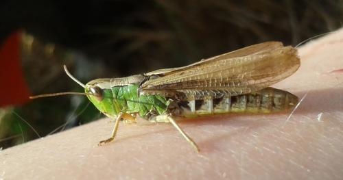 Réf. 335 367 : Pseudochorthippus parallelus parallelus